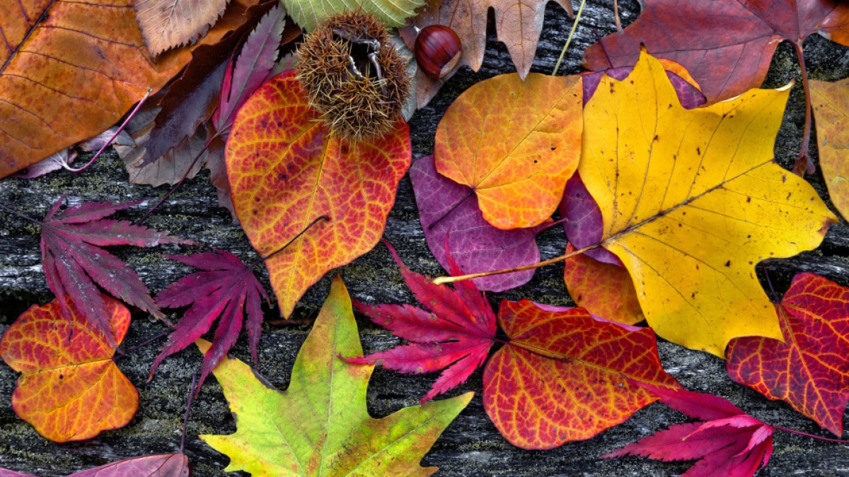 23511177 - abstract background of autumn leaves. autumn background.