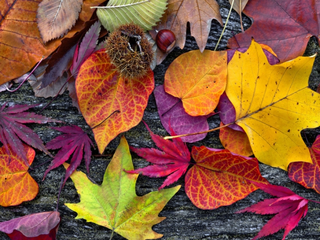 23511177 - abstract background of autumn leaves. autumn background.